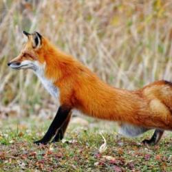 Foxy