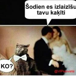 Ingus