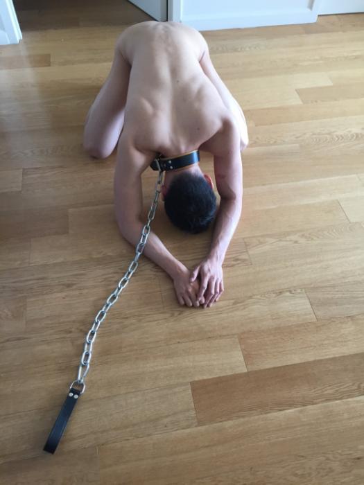 bidog (31)