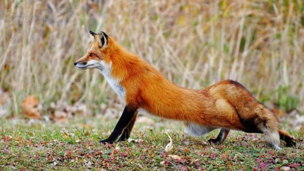 Foxy (30)