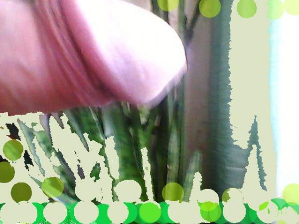TEO (57)