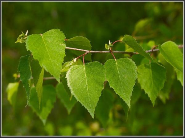 Mundrums (48)